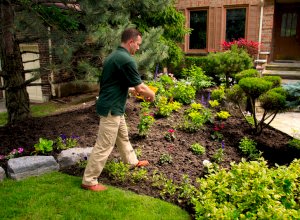 Don't-forget-to-feed-your-plants-and-shrubs